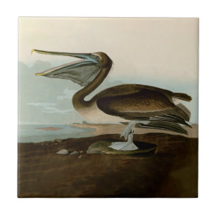 John James Audubon Brown Pelican Artwork Painting Ceramic Tile