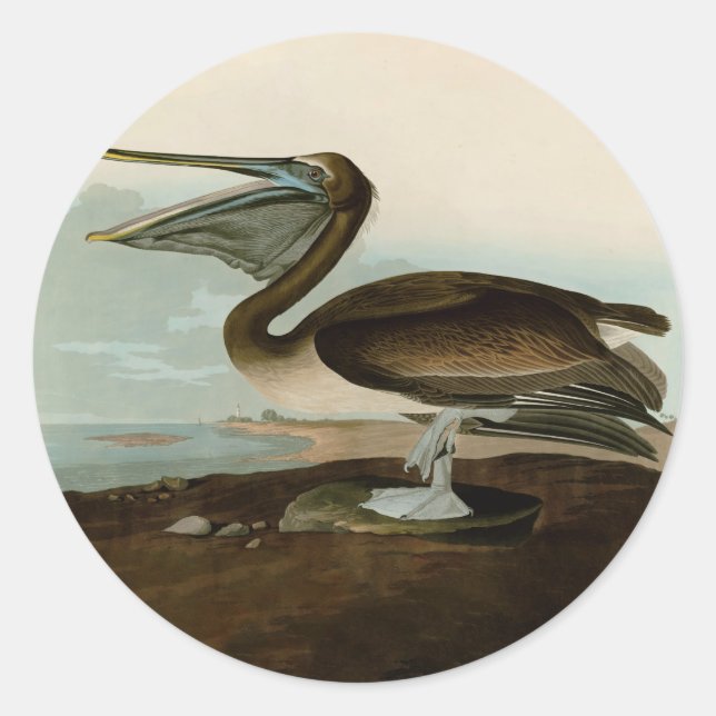 John James Audubon Brown Pelican Artwork Painting Classic Round Sticker (Front)