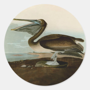 John James Audubon Brown Pelican Artwork Painting Classic Round Sticker
