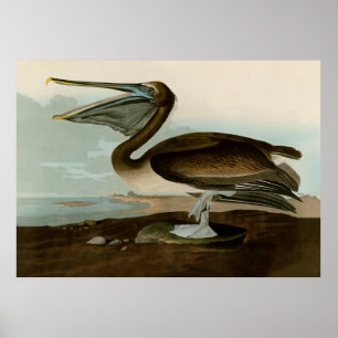 John James Audubon Brown Pelican Artwork Painting Poster