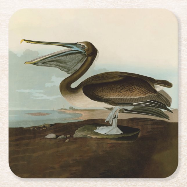 John James Audubon Brown Pelican Artwork Painting Square Paper Coaster (Front)
