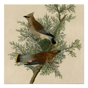 John James Audubon Cedar Waxwing Bird Print
