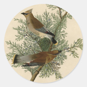 John James Audubon Cedar Waxwing Bird Print Classic Round Sticker