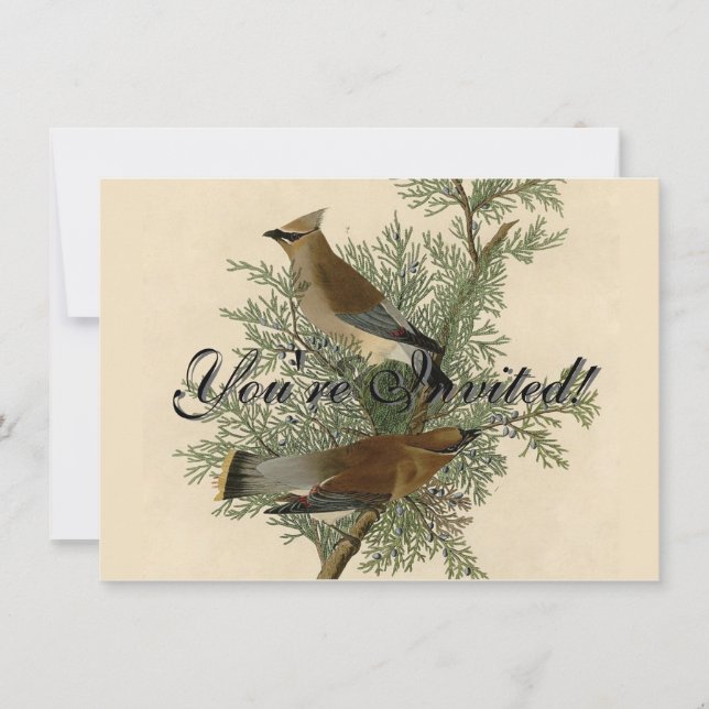 John James Audubon Cedar Waxwing Bird Print Invitation (Front)