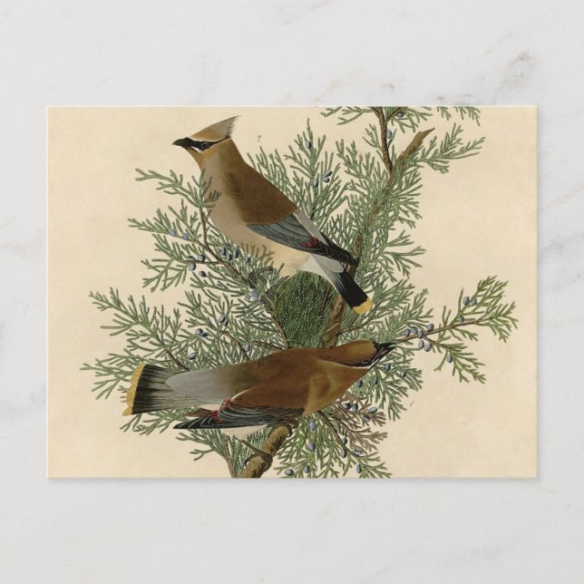 John James Audubon Cedar Waxwing Bird Print Postcard (Front)