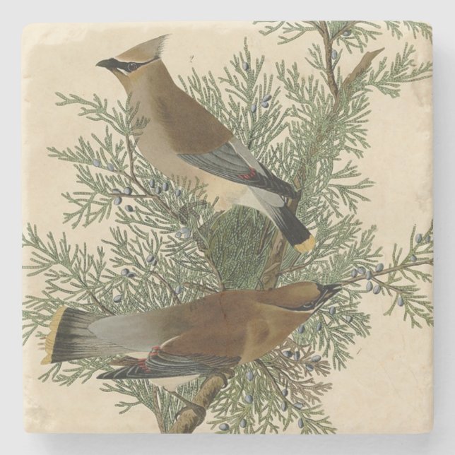 John James Audubon Cedar Waxwing Bird Print Stone Coaster (Front)