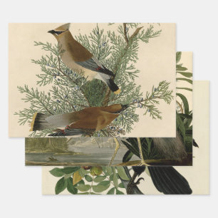 John James Audubon Cedar Waxwing Bird Print Wrapping Paper Sheet