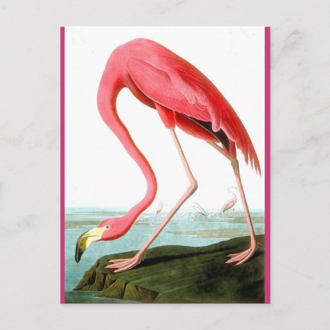 John James Audubon, Flamingo Painting Postcard (Front)