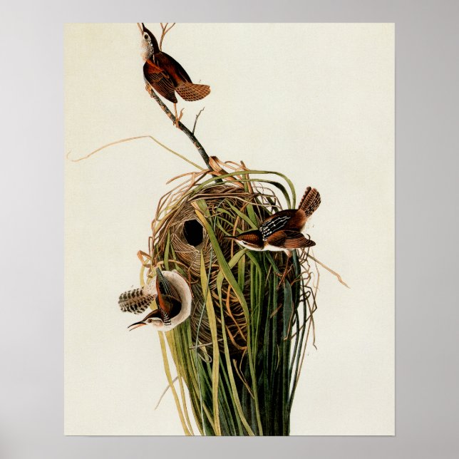 John James Audubon Marsh Wren Bird Print (Front)
