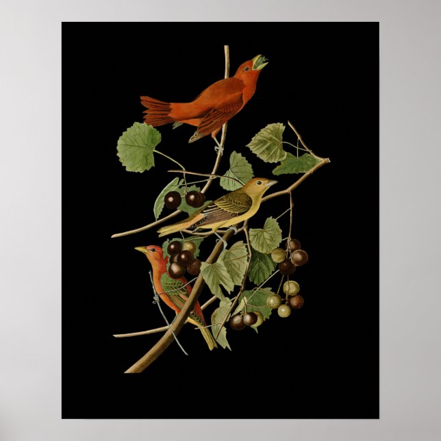 John James Audubon ~ Summer Red Birds ~ Poster (Front)