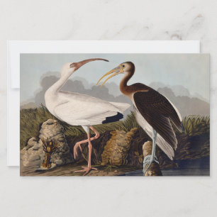 John James Audubon White Ibis Bird Print Classic