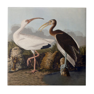 John James Audubon White Ibis Bird Print Classic Ceramic Tile