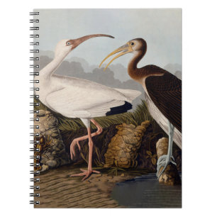 John James Audubon White Ibis Bird Print Classic Notebook