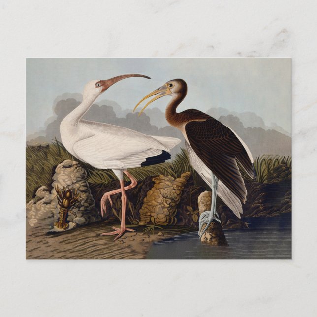 John James Audubon White Ibis Bird Print Classic Postcard (Front)
