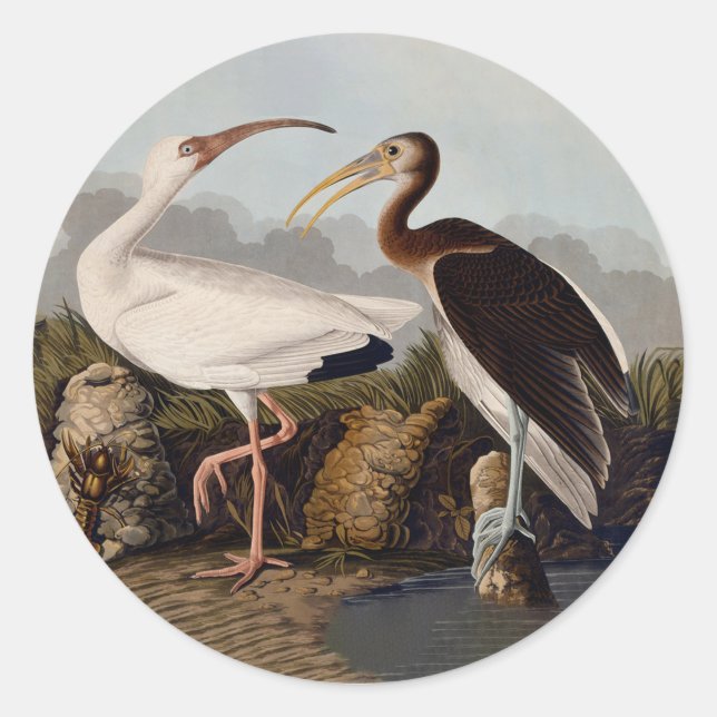 John James Audubon White Ibis Bird Print Classic Round Sticker (Front)