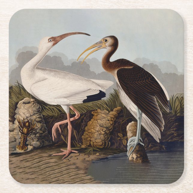 John James Audubon White Ibis Bird Print Classic Square Paper Coaster (Front)