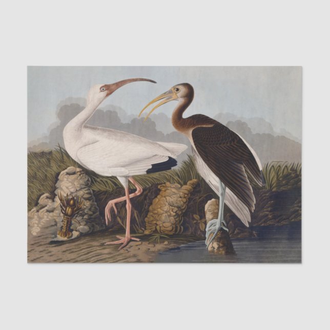 John James Audubon White Ibis Bird Print Classic Tissue Paper (Front)