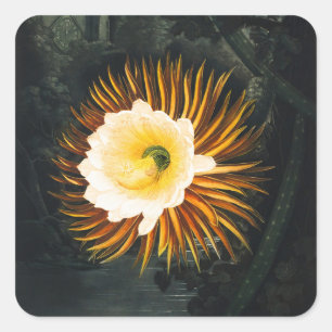 John Thornton The Night-Blowing Cereus Botanical Square Sticker