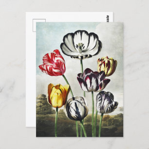 John Thornton Tulips from The Temple of Flora Postcard