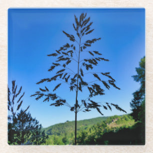 Johnson Grass Glass Coaster