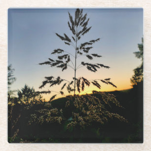 Johnson Grass Glass Coaster