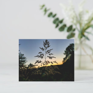 Johnson Grass Postcard