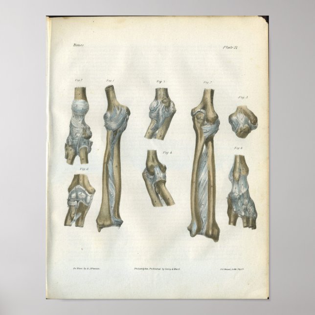Joints of the Elbow & Arm Anatomy Print (Front)