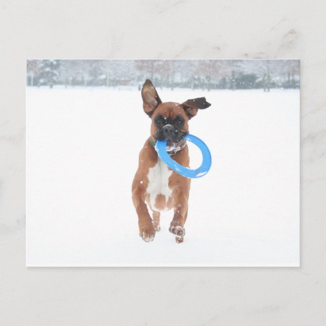 Jolie playing frizbee in the snow postcard (Front)