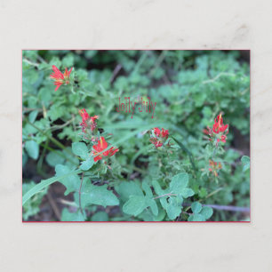Jolly July Postcard