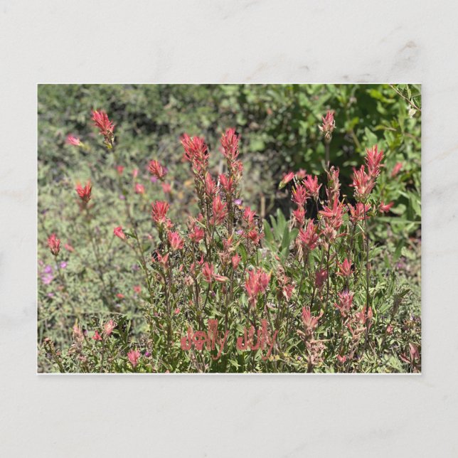 Jolly July Postcard (Front)