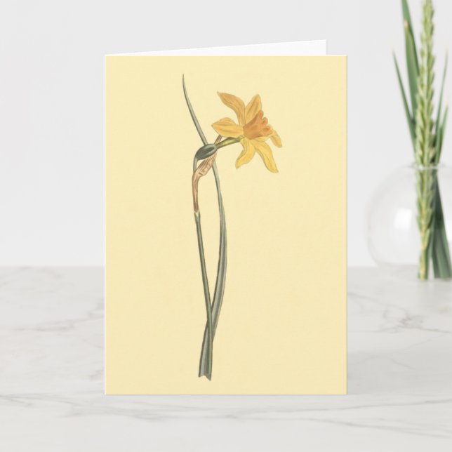 Jonquil Daffodil Yellow Flower Illustration Card (Front)