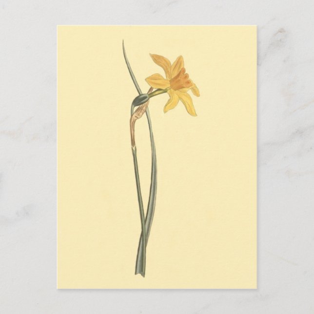 Jonquil Daffodil Yellow Flower Illustration Postcard (Front)