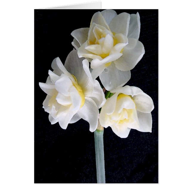 Jonquil Flower - Ecclesiastes 3:1 (Front)