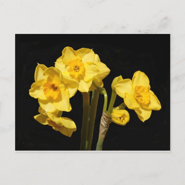 Jonquil Flowers Postcard (Front)