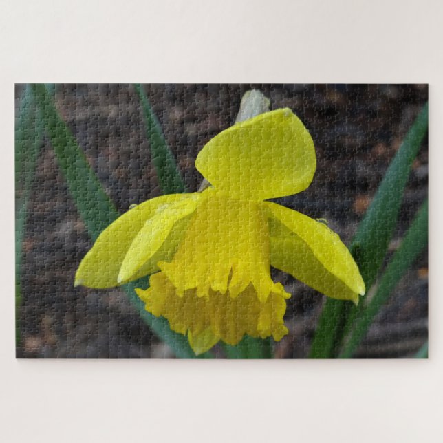 Jonquil in spring jigsaw puzzle (Horizontal)