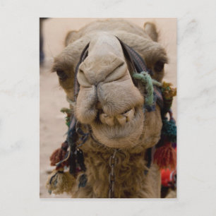 Jordan, Ancient Nabataean city of Petra Postcard