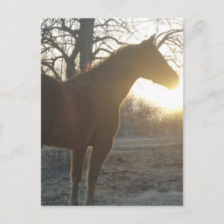 Jose Benito Postcard