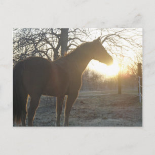 Jose Benito Postcard