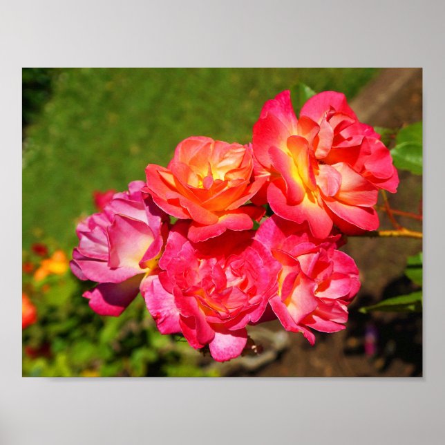 Joseph’s Coat Rose #1 Poster (Front)