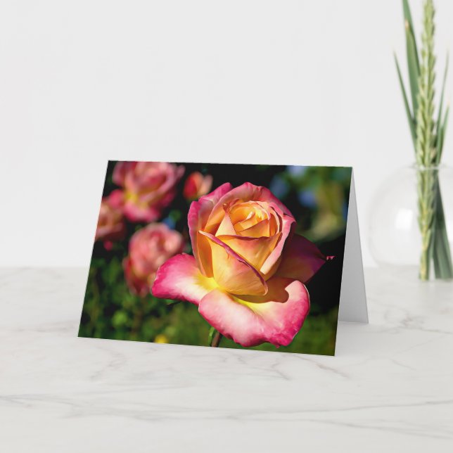 Joseph's Coat Rose Scripture Card Isaiah 26:3 (Front)