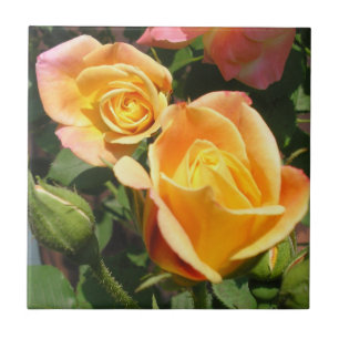 Joseph's Coat Roses Ceramic Tile
