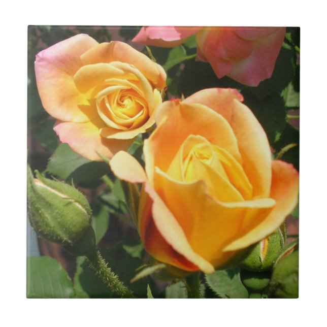 Joseph's Coat Roses Ceramic Tile (Front)