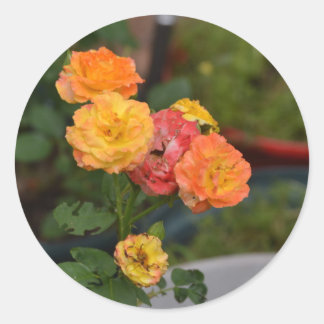 Joseph's coat roses classic round sticker
