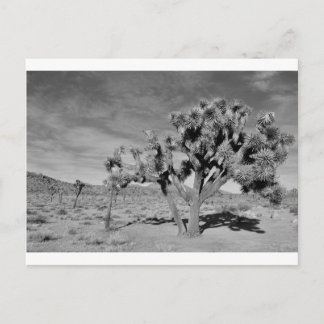 Joshua Tree (black & white) Postcard