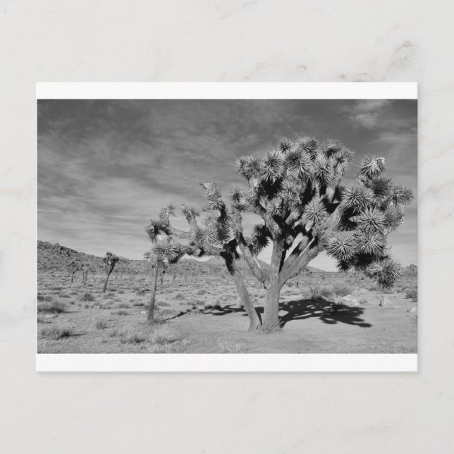 Joshua Tree (black & white) Postcard (Front)