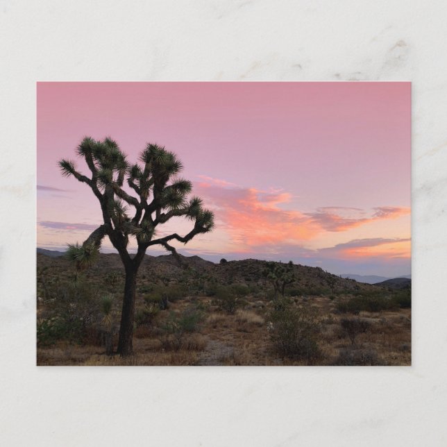 Joshua Tree California Sunset Postcard (Front)