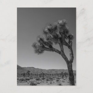 Joshua Tree Desert Landscape - National Park Photo Postcard