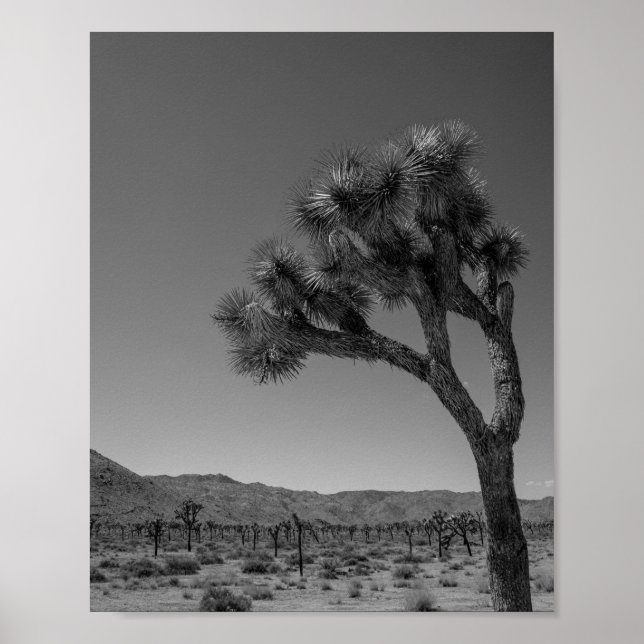 Joshua Tree Desert Landscape - National Park Photo Poster (Front)