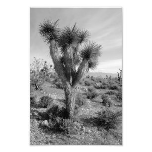 Joshua Tree Forest, Utah Photo Print
