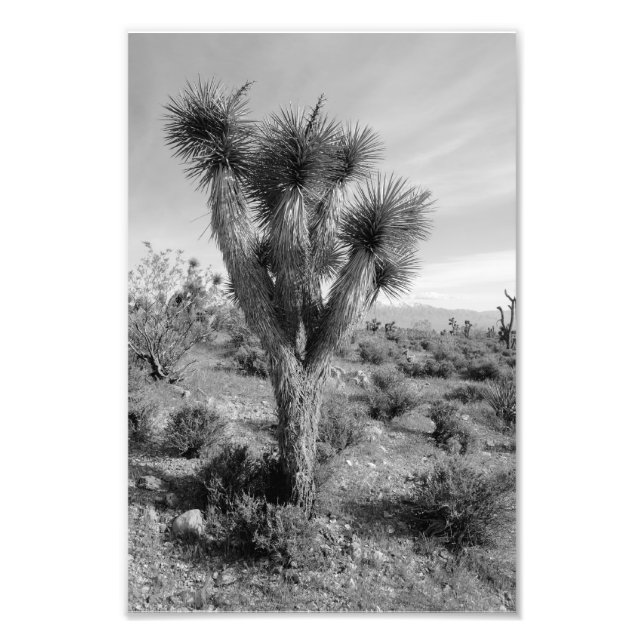 Joshua Tree Forest, Utah Photo Print (Front)